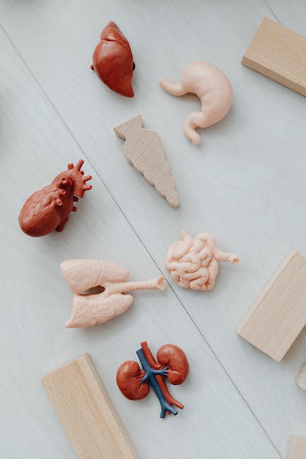 kidney function